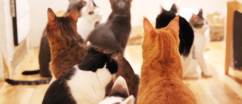 里親希望について