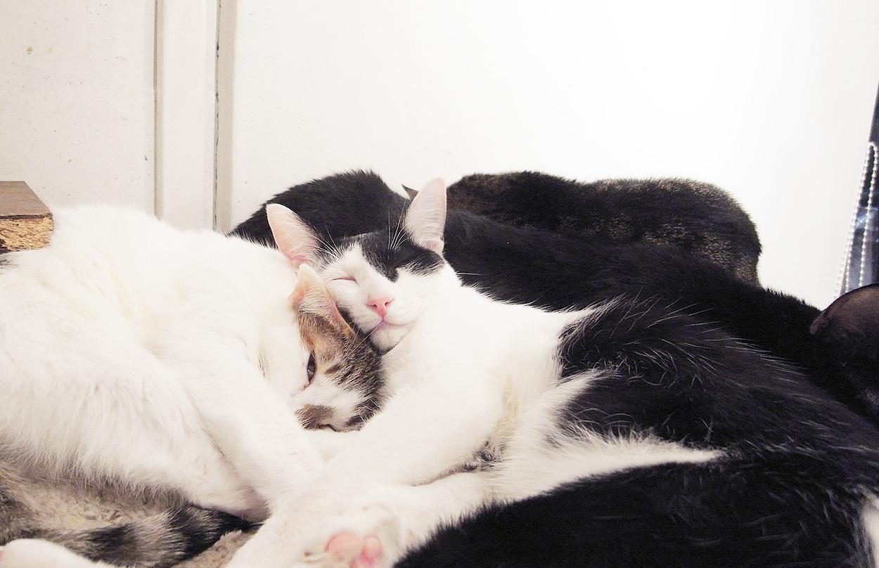 猫カフェキューリグ イメージ